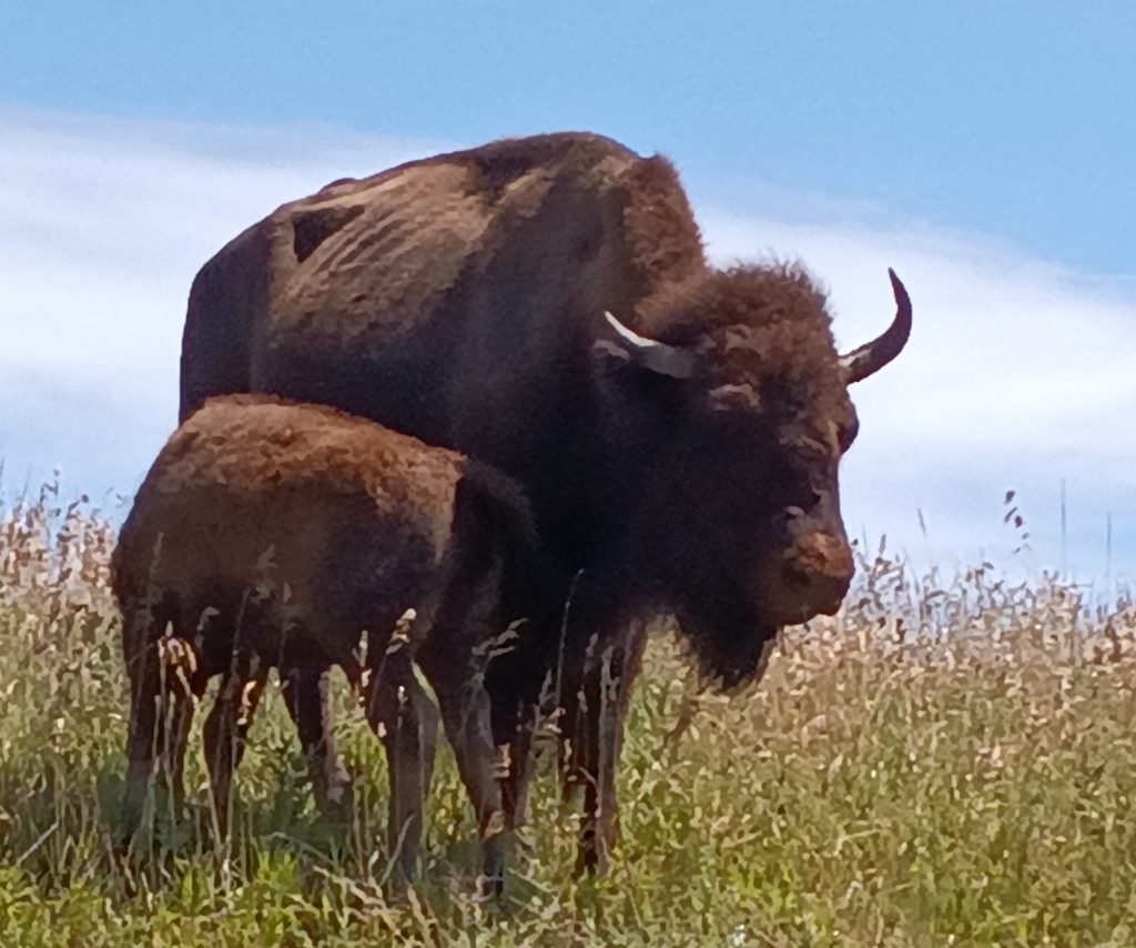 BUFFALO